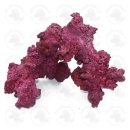 Real Reef Arches - Medium 1stk.